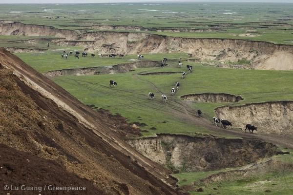 Coal Banner Action Along the Yellow River