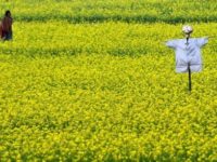 Offshoring Indian Agriculture: Is India Becoming a GMO Trash Can?