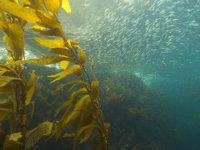 Harvesting kelp, shown here off the California coast, removes CO2 from the ecosystem. PHOTO BY Robert Schwemmer/NOAA