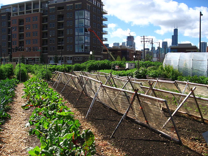 New_crops-Chicago_urban_farm