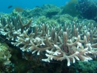 Saving Coral Reefs Means Slashing Emissions