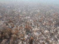 Vast swathes of forest in Arariboia have been destroyed by illegal loggers and by fires which the authorities have failed to contain.
© INPE