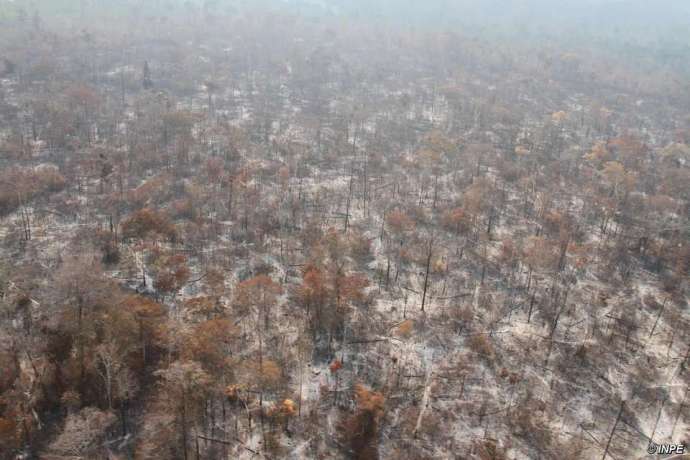 Vast swathes of forest in Arariboia have been destroyed by illegal loggers and by fires which the authorities have failed to contain. © INPE