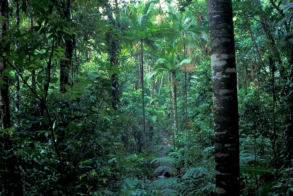 tropical forest photo