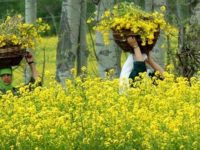 GM Crops including Mustard Aimed at Pushing Corporate Domination at the Cost of Grave Harm to Farmers, Food and Health