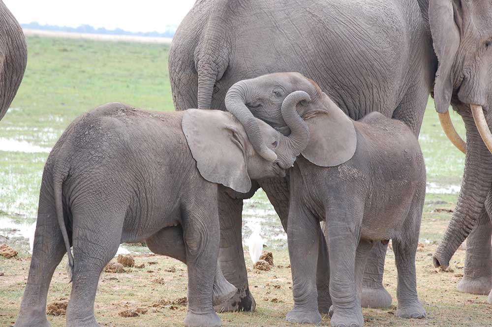 Elephants in Amboseli National Park, Kenya - Photo Credit, Credit Julian Blanc