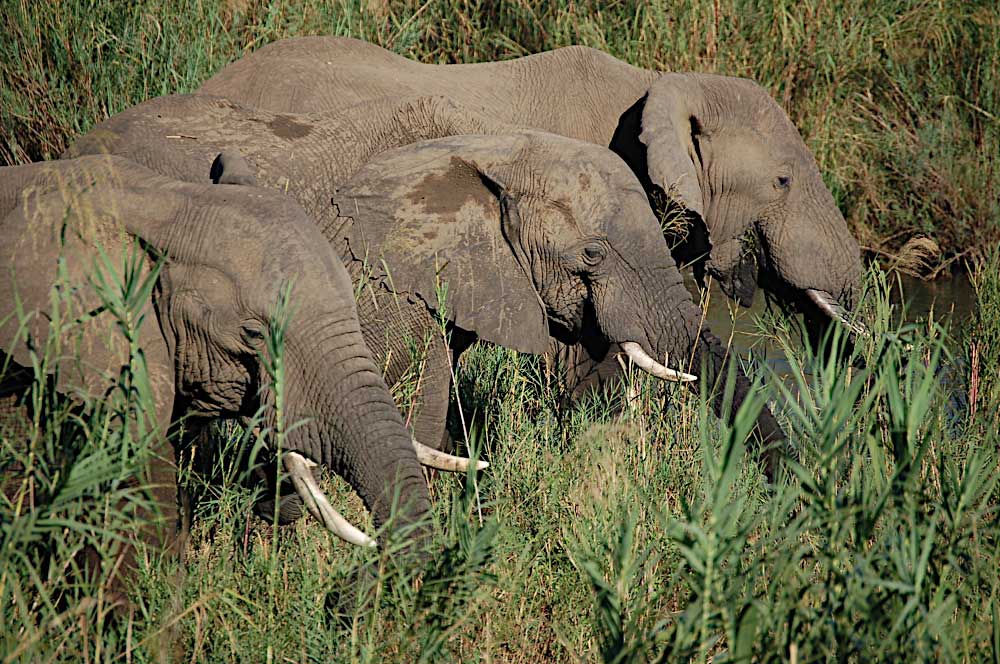 Elephants in Kruger National Park, South Africa - Photo Credit Julian Blanc
