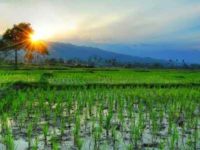 The System Of Rice Intensification And Its International Community Of Practice