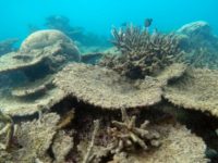 Dead table corals killed by bleaching on Zenith Reef, on the Northern Great Barrier Reef, November 2016. (Photo: Greg Torda/ARC Centre of Excellence for Coral Reef Studies)