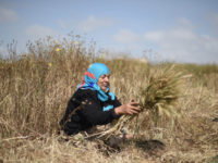 Siham Abu Rashid’s family depends on the income from harvesting herbs in Gaza’s dangerous no-go zone. Abed Zagout