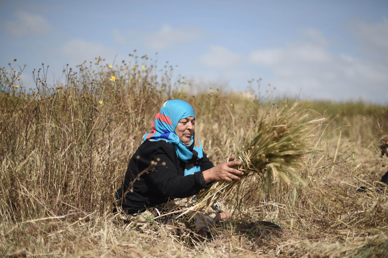Siham Abu Rashid’s family depends on the income from harvesting herbs in Gaza’s dangerous no-go zone. Abed Zagout