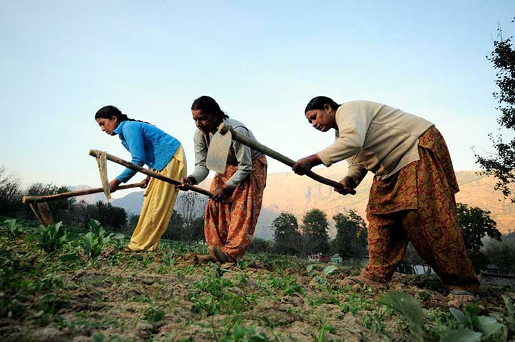  Women farmers at work in their vegetable plots near Kullu town, Himachal Pradesh, India. Pic by Neil Palmer (CIAT).