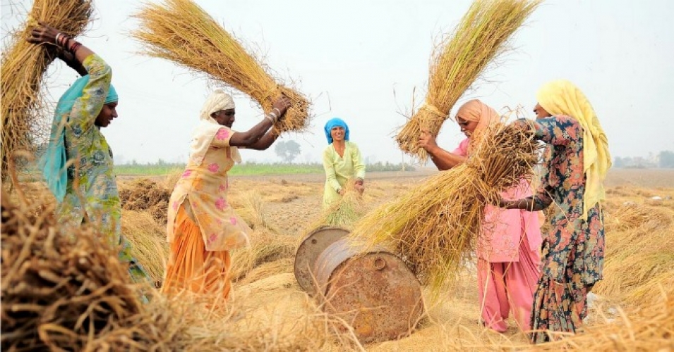 Rice threshing near Sangrur, SE Punjab, India. (Photo:  Neil Palmer (CIAT)/flickr/cc)
