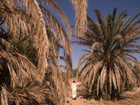 A man walks past drying palm trees in the Tafilalet oasis on October 27, 2016 near Morocco's southeastern oasis town of Erfoud, north of Er-Rissani in the Sahara Desert.
The oasis of Tafilalet near Er-Rissane is at risk of disappearing as the area is drying up due to global warming.  / AFP / FADEL SENNA / TO GO WITH AFP STORY BY JALAL AL-MAKHFI
        (Photo credit should read FADEL SENNA/AFP/Getty Images)