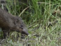 A Pygmy Hog in its natural habitat released by members of Pygmy Hog Conservation Programme and Durrel Wildlife Conservation Trust at Bornadi Wildlife Sanctuary.