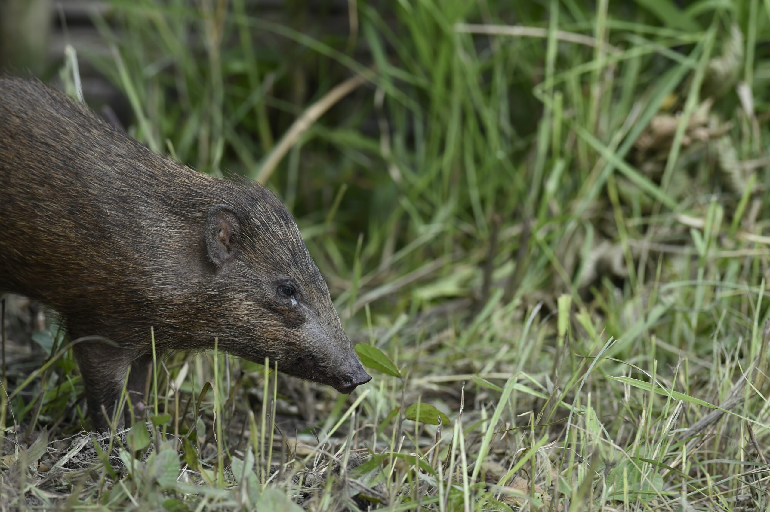 A Pygmy Hog in its natural habitat released by members of Pygmy Hog Conservation Programme and Durrel Wildlife Conservation Trust at Bornadi Wildlife Sanctuary.