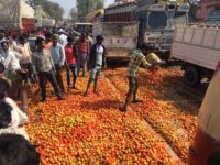 Tomato At 50 paise/Kg! A Windfall or Disaster?