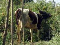 Can Cows Help The Poor?