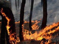 Increased Risk of Forest Fires in Himalayan Region