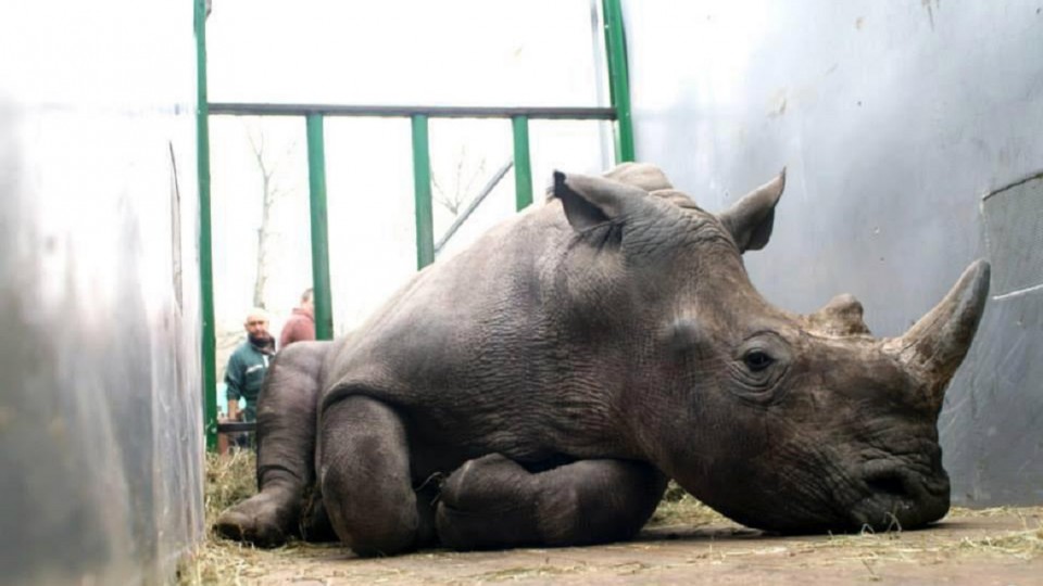 rhino-killed-in-paris-zoo