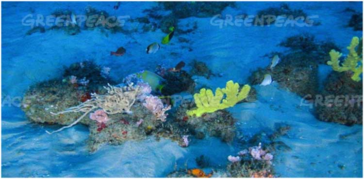 amazon-coral-reef1