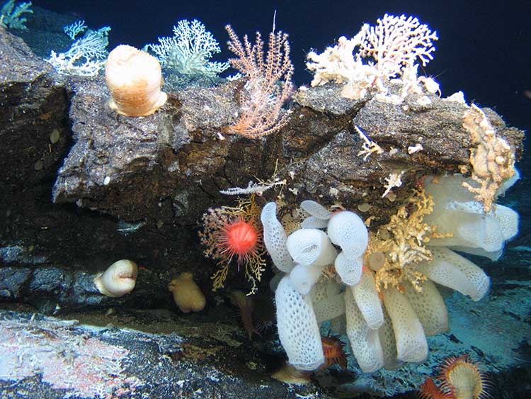 On hard substrata, frequently observed epilithic organisms include corals, actiniarians, hydroids, sponges, ascidians and crinoids - from 2011 seamounts expedition in the SW Indian O_C_IUCN [fwdslash] NERC 