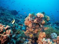 Can Red Sea Corals Save The Worlds Reefs?