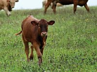 The Unwanted Male Calf