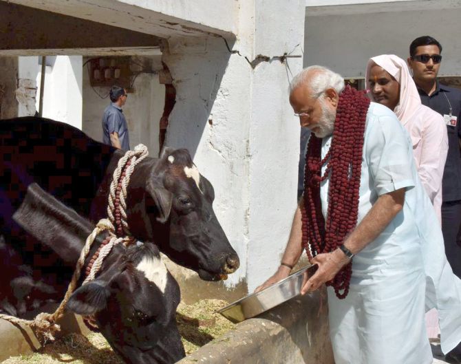Varanasi: Prime Minister Narendra Modi feeding cows during a visit to the Garwaghat Ashram in Varanasi on Monday. PTI Photo / Twitter(PTI3_6_2017_000227B)