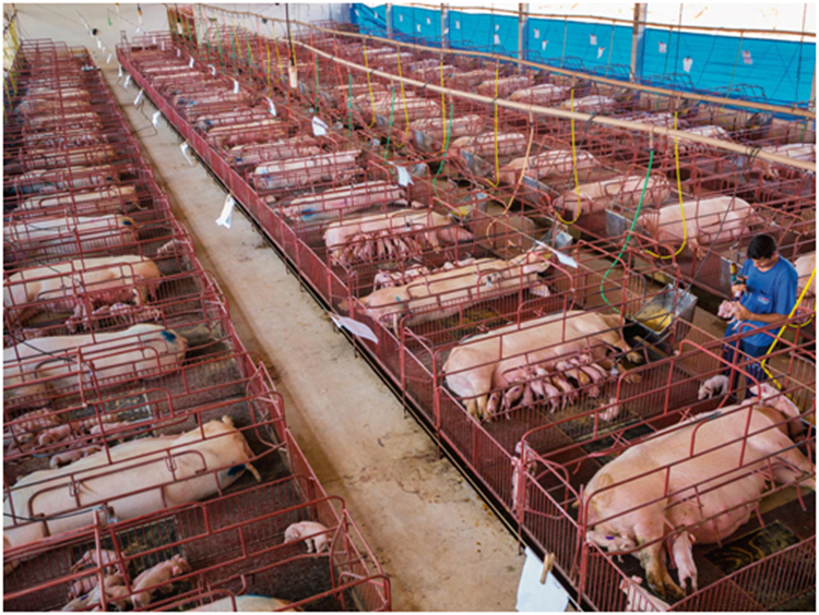 pig-farm