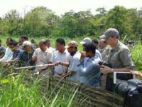 Khampha Borgayari,Deputy Chief of Bodoland Territorial Council(BTC) of Assam releasing the captive breed pygmy hogs in presence of Andrew Terry of Durrell Wildlife Conservation Trust(WCT) UK and Dr.Gautam Narayan,Director Pygmy Hog Conservation Programme(PHCP) of Assam at Bornadi Wildlife Sanctuary of Udalguri on May 29.