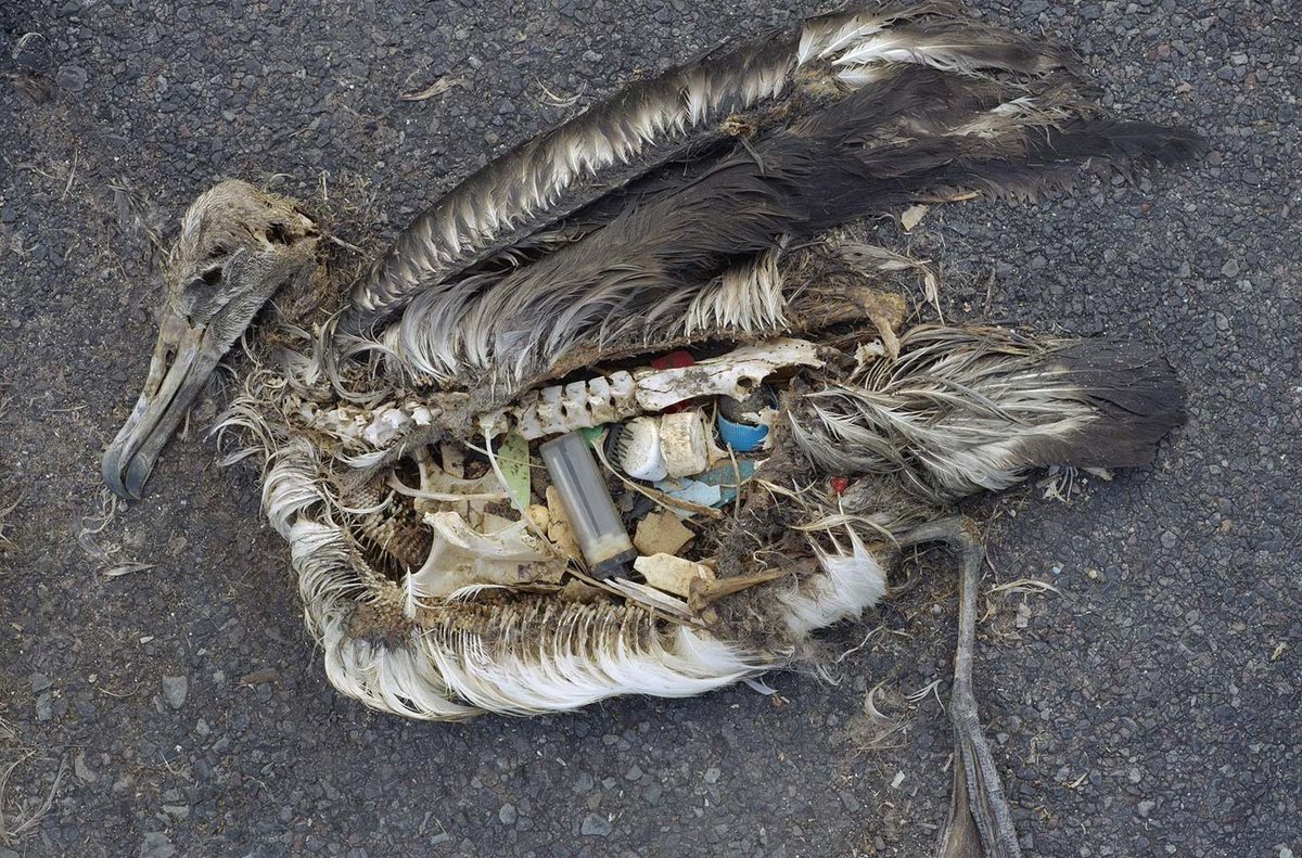 waste-bird