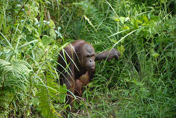 Orangutan-facing-sad-memories