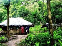 Adivasis Integral To Protecting The Forest