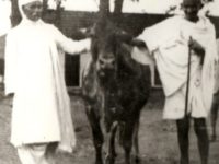 Gandhiji Said, No Law Can Be Made To Ban Cow-Slaughter