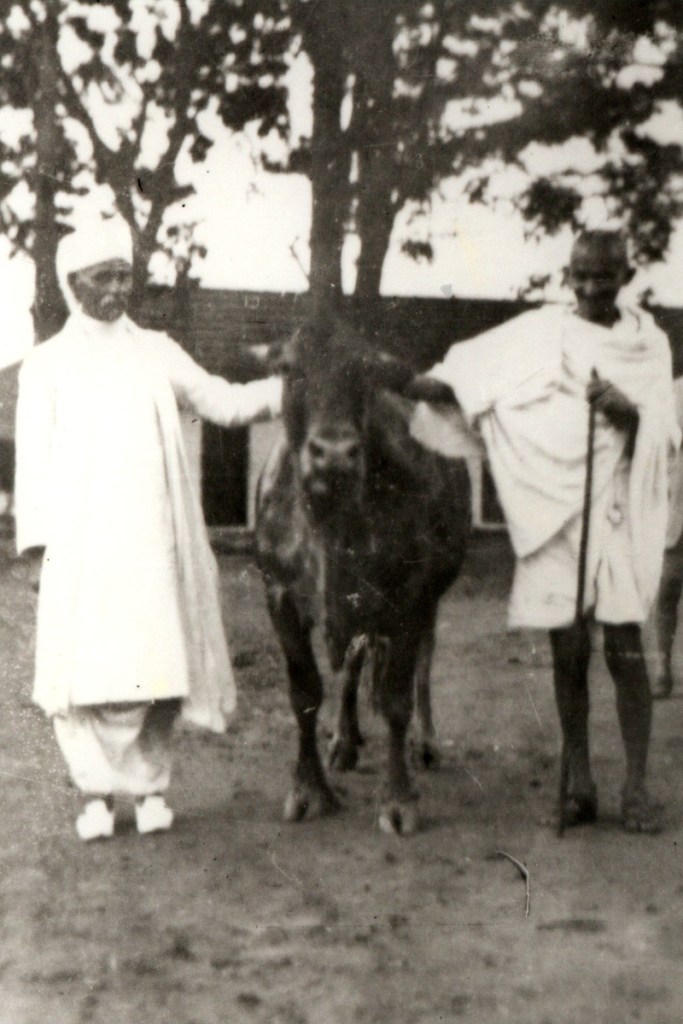 Gandhi-and-Malaviya-with-a-cow
