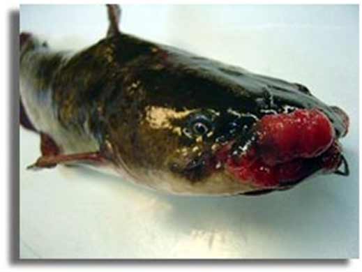 cancerous-fish