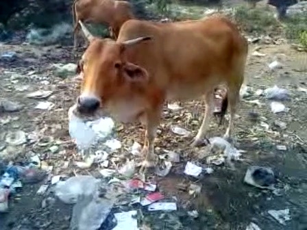 cow-plastic