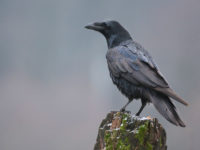 48737428 - raven (corvus corax)