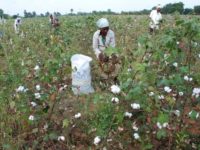 Reckless Gamble for Profit that Placed Indian Cotton Farmers in Corporate Noose