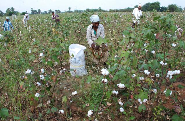 cotton-farmers