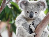 What Humans, Bees And Koala Bears Have In Common Is Due To Climate Change