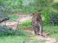 Yala, Leopard Paradise