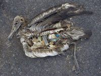 The unaltered stomach contents of a dead albatross chick photographed on Midway Atoll National Wildlife Refuge in the Pacific in September 2009 include plastic marine debris fed the chick by its parents.