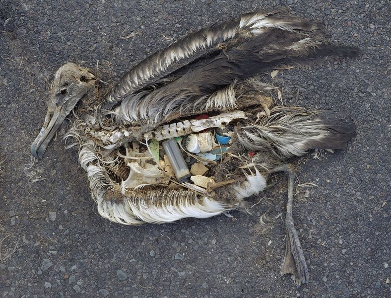dead albatross plastic pollution