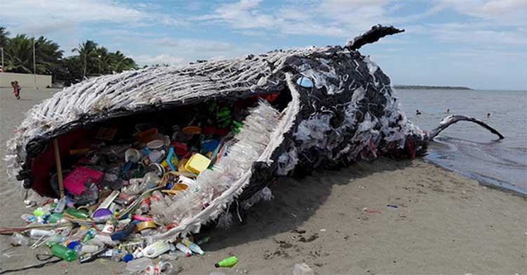 dead whale plastice
