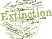 Human Extinction Now Imminent and Inevitable? A Report on the State of Planet Earth