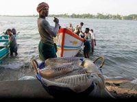 An Appeal To Take Forward The WTO Negotiations On Fisheries