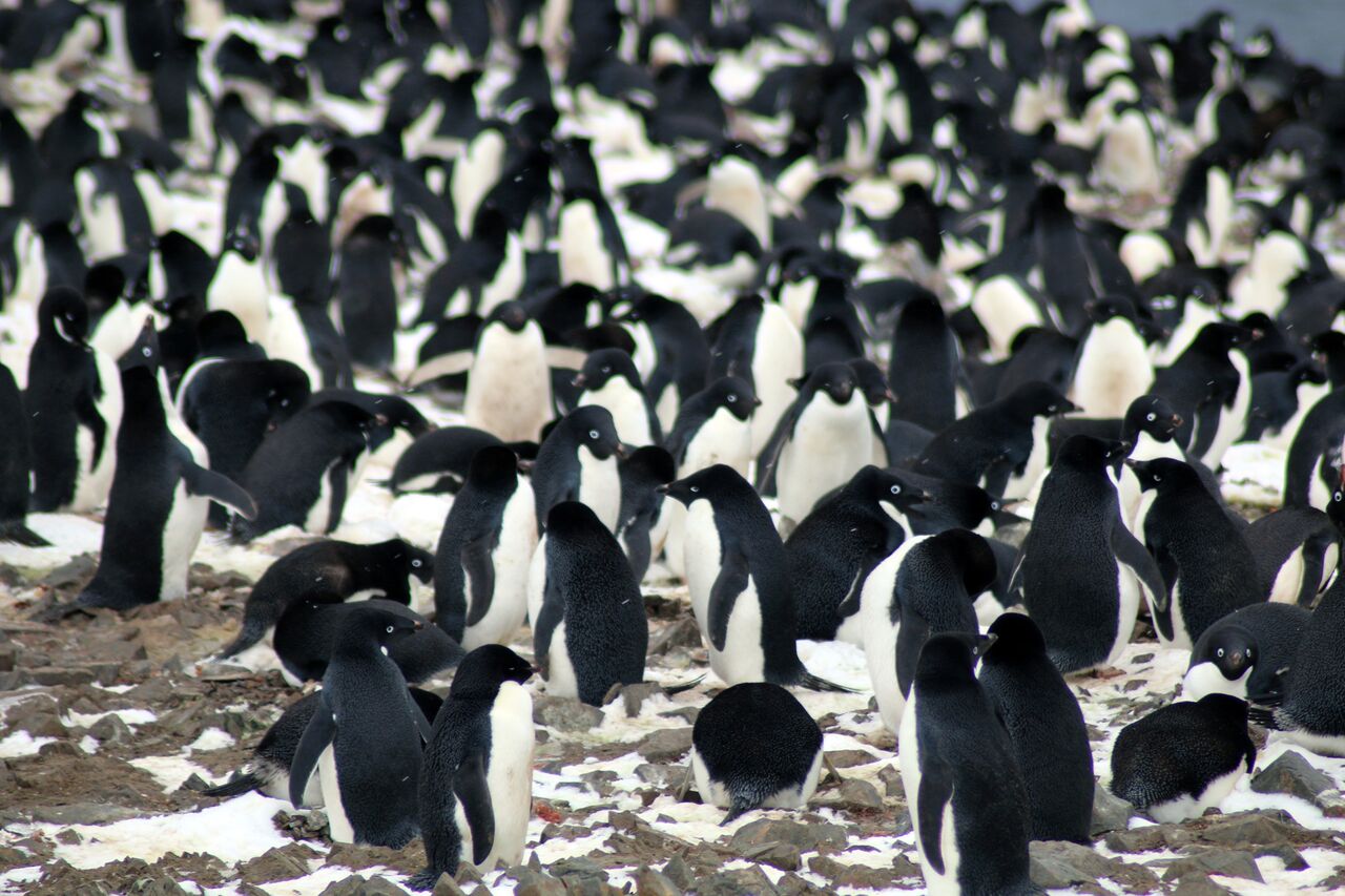 penguins2