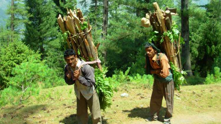 adivasis forest policy
